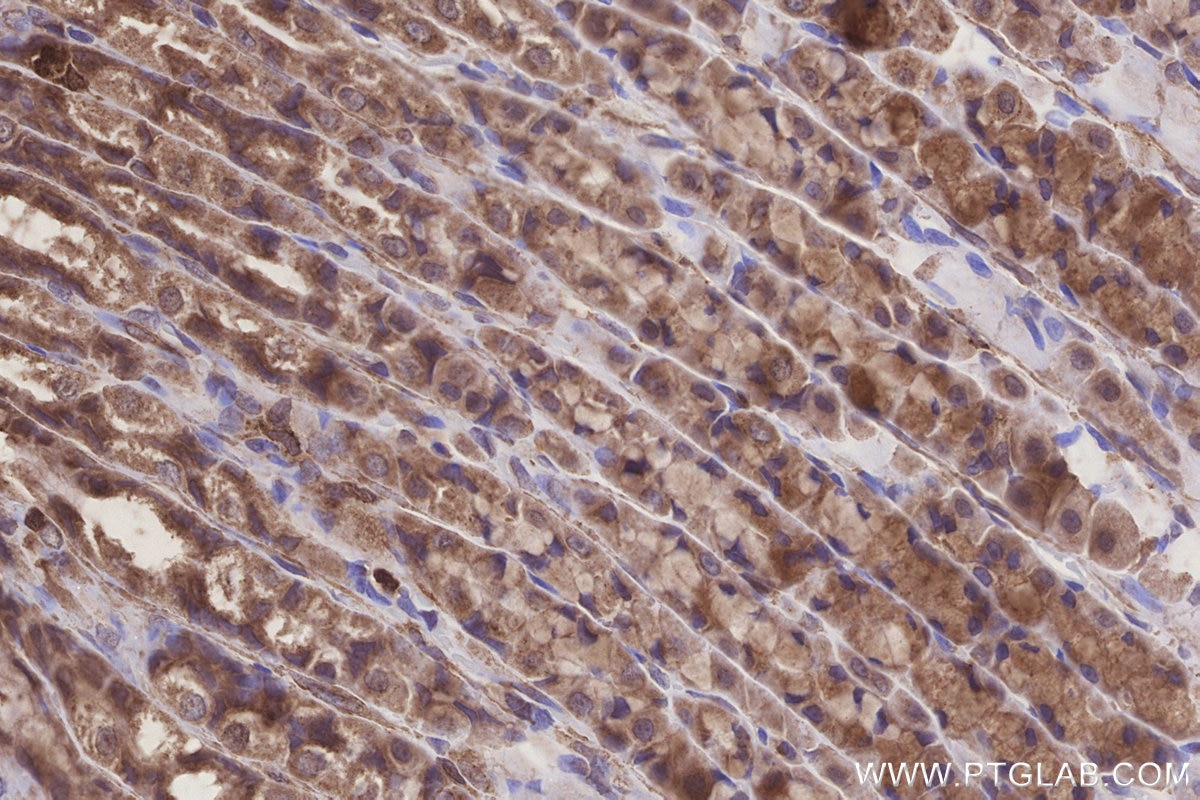 Immunohistochemistry (IHC) staining of rat stomach tissue using SCP2/SCPx Polyclonal antibody (23006-1-AP)