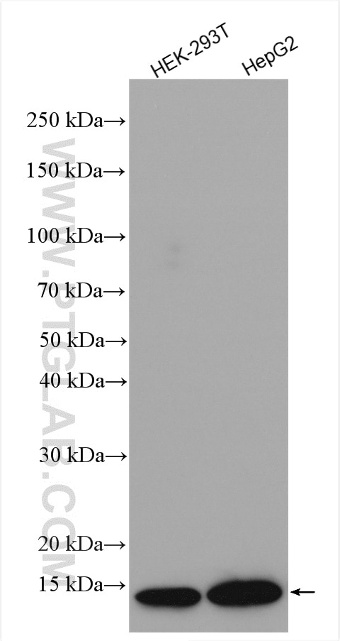 Western Blot (WB) analysis of various lysates using SCP2 Polyclonal antibody (23006-1-AP)