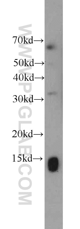 WB analysis of NIH/3T3 using 23006-1-AP