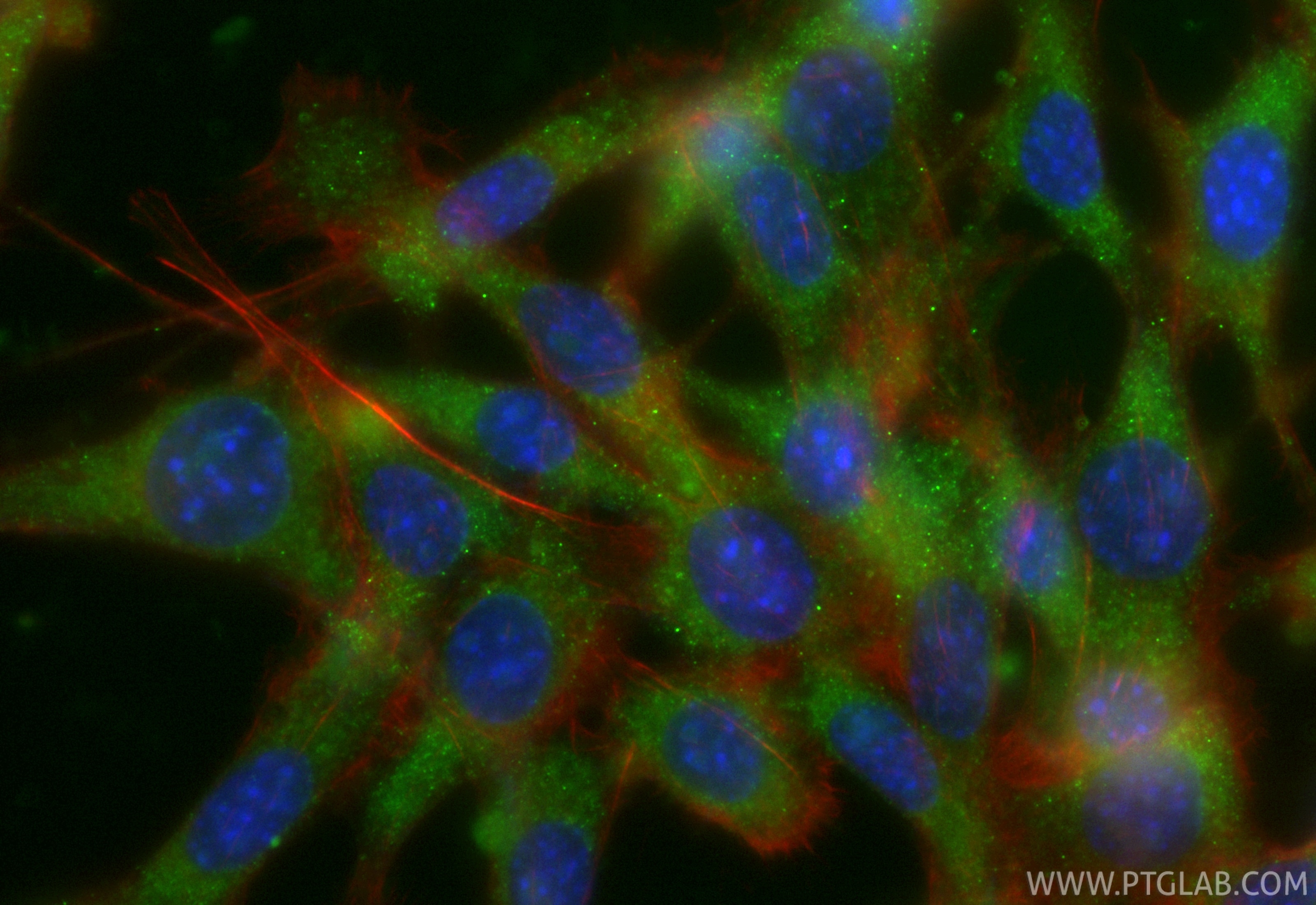 Immunofluorescence (IF) / fluorescent staining of NIH/3T3 cells using CoraLite® Plus 488-conjugated SCP2/SCPx Recombinan (CL488-86196-3)