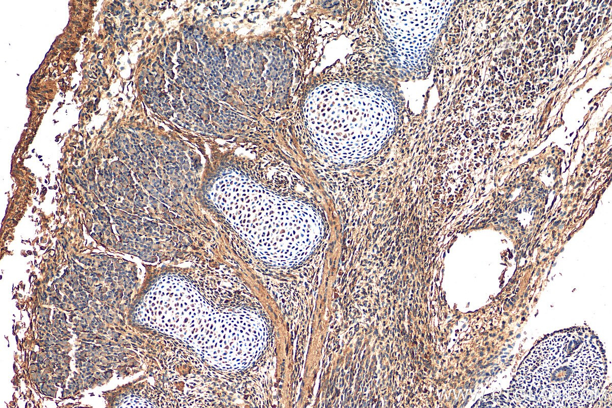 Immunohistochemistry (IHC) staining of mouse embryo tissue using SCPEP1 Polyclonal antibody (29781-1-AP)