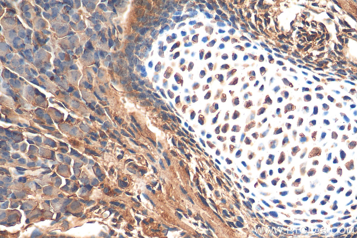 Immunohistochemistry (IHC) staining of mouse embryo tissue using SCPEP1 Polyclonal antibody (29781-1-AP)