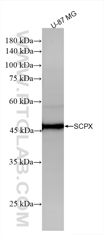 Western Blot (WB) analysis of U-87 MG cells using SCPX Recombinant antibody (86196-1-RR)
