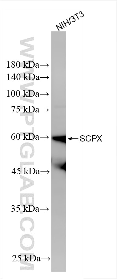Western Blot (WB) analysis of NIH/3T3 cells using SCPX Recombinant antibody (86196-1-RR)