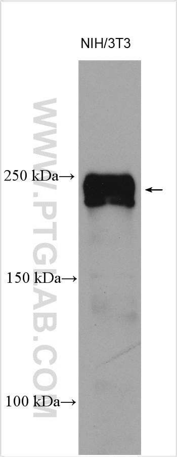 Western Blot (WB) analysis of various lysates using SCRIB Polyclonal antibody (27083-1-AP)
