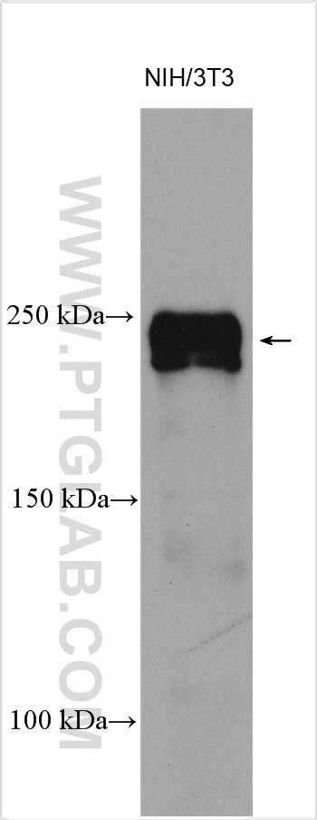 Western Blot (WB) analysis of various lysates using SCRIB Polyclonal antibody (27083-1-AP)