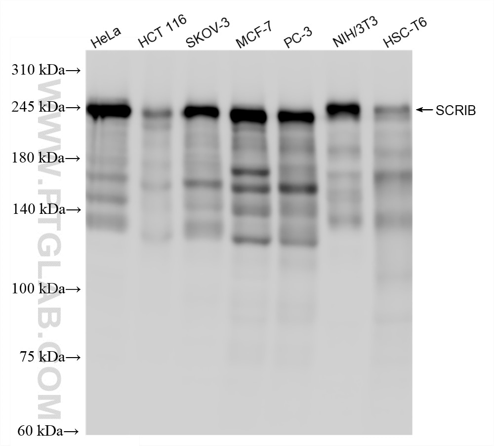Western Blot (WB) analysis of various lysates using SCRIB Recombinant monoclonal antibody (87069-3-RR)