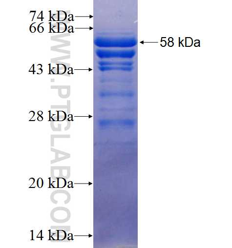 SCRIB fusion protein Ag25795 SDS-PAGE