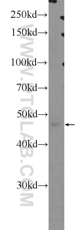 Western Blot (WB) analysis of HeLa cells using SCRN1 Polyclonal antibody (14303-1-AP)