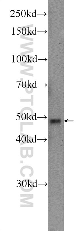 Western Blot (WB) analysis of A549 cells using SCRN1 Polyclonal antibody (14303-1-AP)