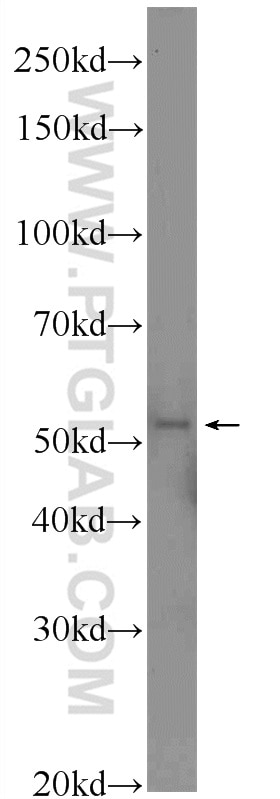 Western Blot (WB) analysis of mouse brain tissue using SCRN1 Polyclonal antibody (14303-1-AP)