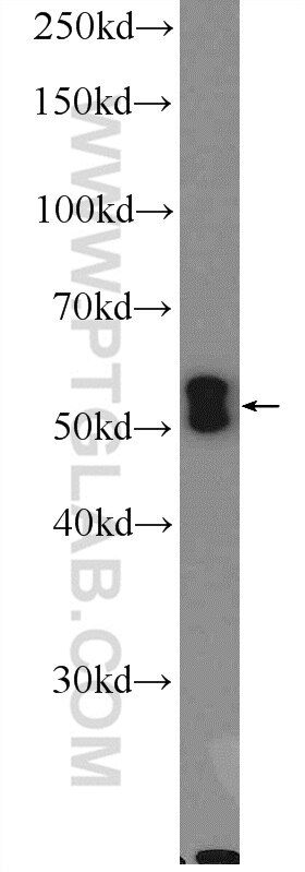 Western Blot (WB) analysis of mouse brain tissue using SCRN1 Polyclonal antibody (14303-1-AP)