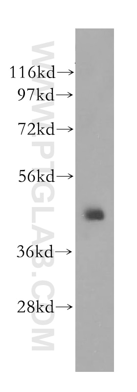 Western Blot (WB) analysis of BxPC-3 cells using SCRN2 Polyclonal antibody (11485-2-AP)