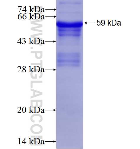 SCRN2 fusion protein Ag2001 SDS-PAGE
