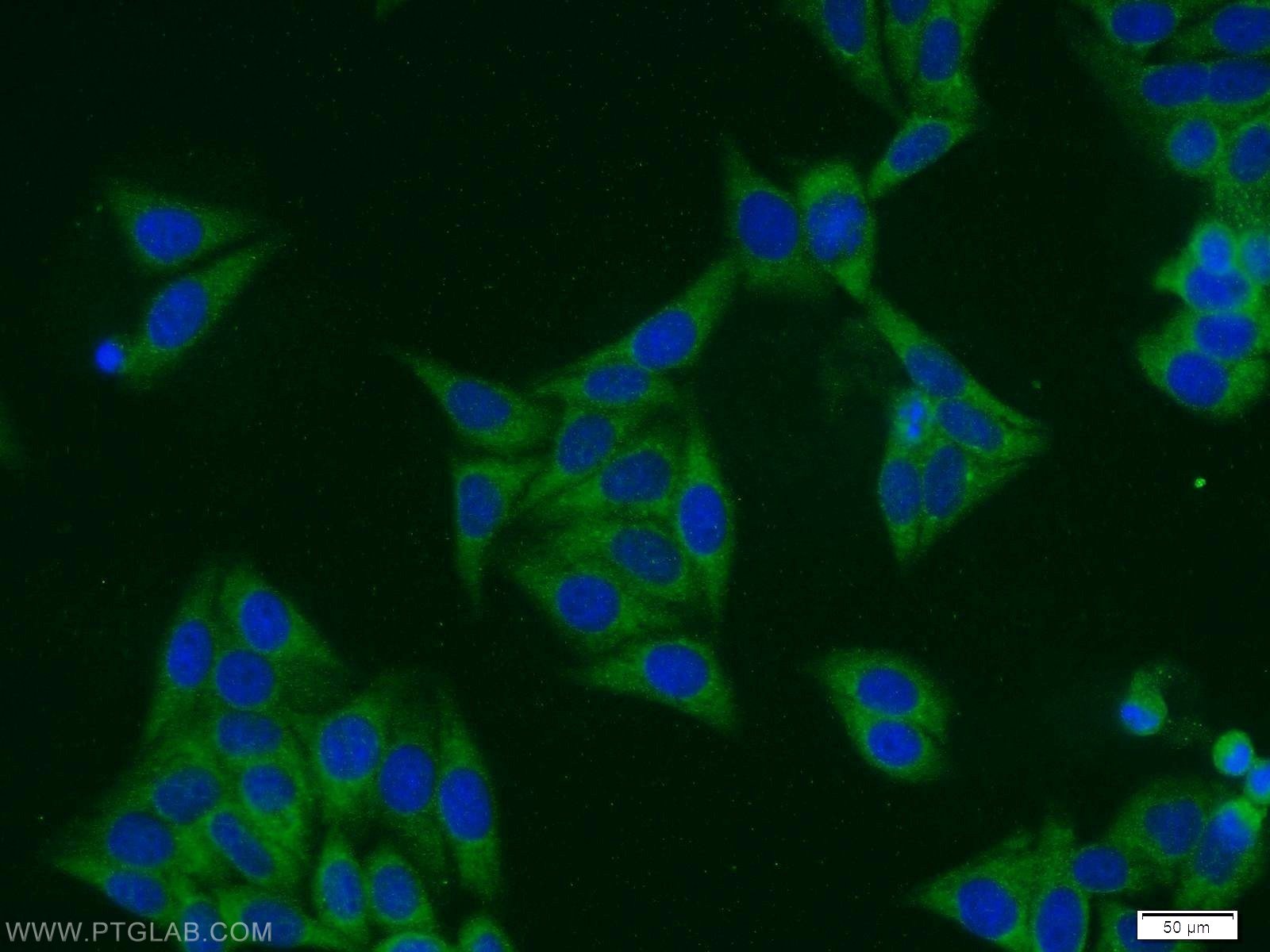 Immunofluorescence (IF) / fluorescent staining of HepG2 cells using SCRN3 Polyclonal antibody (13240-1-AP)
