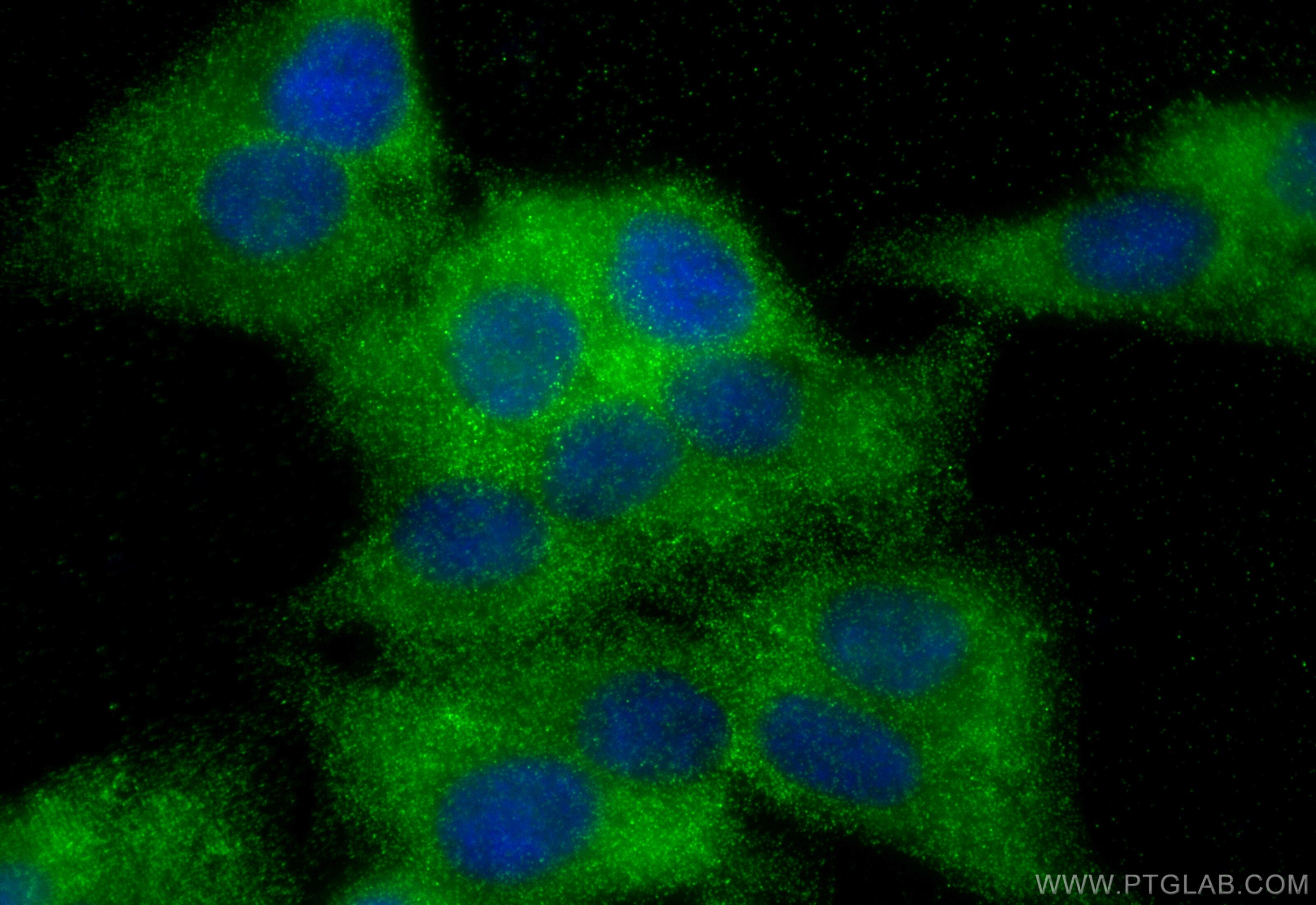 Immunofluorescence (IF) / fluorescent staining of HepG2 cells using SCRN3 Polyclonal antibody (13240-1-AP)