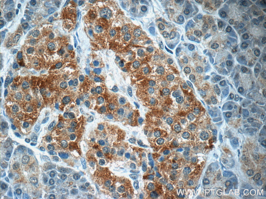 Immunohistochemistry (IHC) staining of human pancreas tissue using SCRN3 Polyclonal antibody (13240-1-AP)