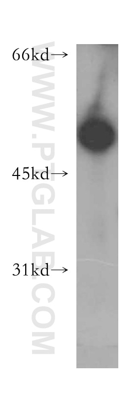 Western Blot (WB) analysis of HEK-293 cells using SCRN3 Polyclonal antibody (13240-1-AP)