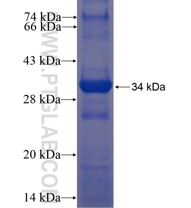 SCRN3 fusion protein Ag16486 SDS-PAGE