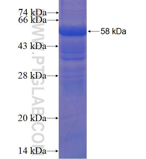SCRN3 fusion protein Ag3777 SDS-PAGE