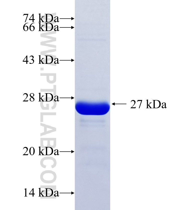 SCRT1 fusion protein Ag36250 SDS-PAGE SCRT1 fusion protein Ag36250 SDS-PAGE