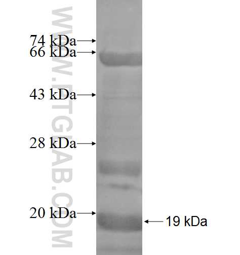 SCTR fusion protein Ag6094 SDS-PAGE