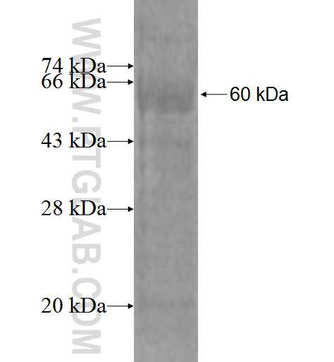 SCYE1 fusion protein Ag1560 SDS-PAGE