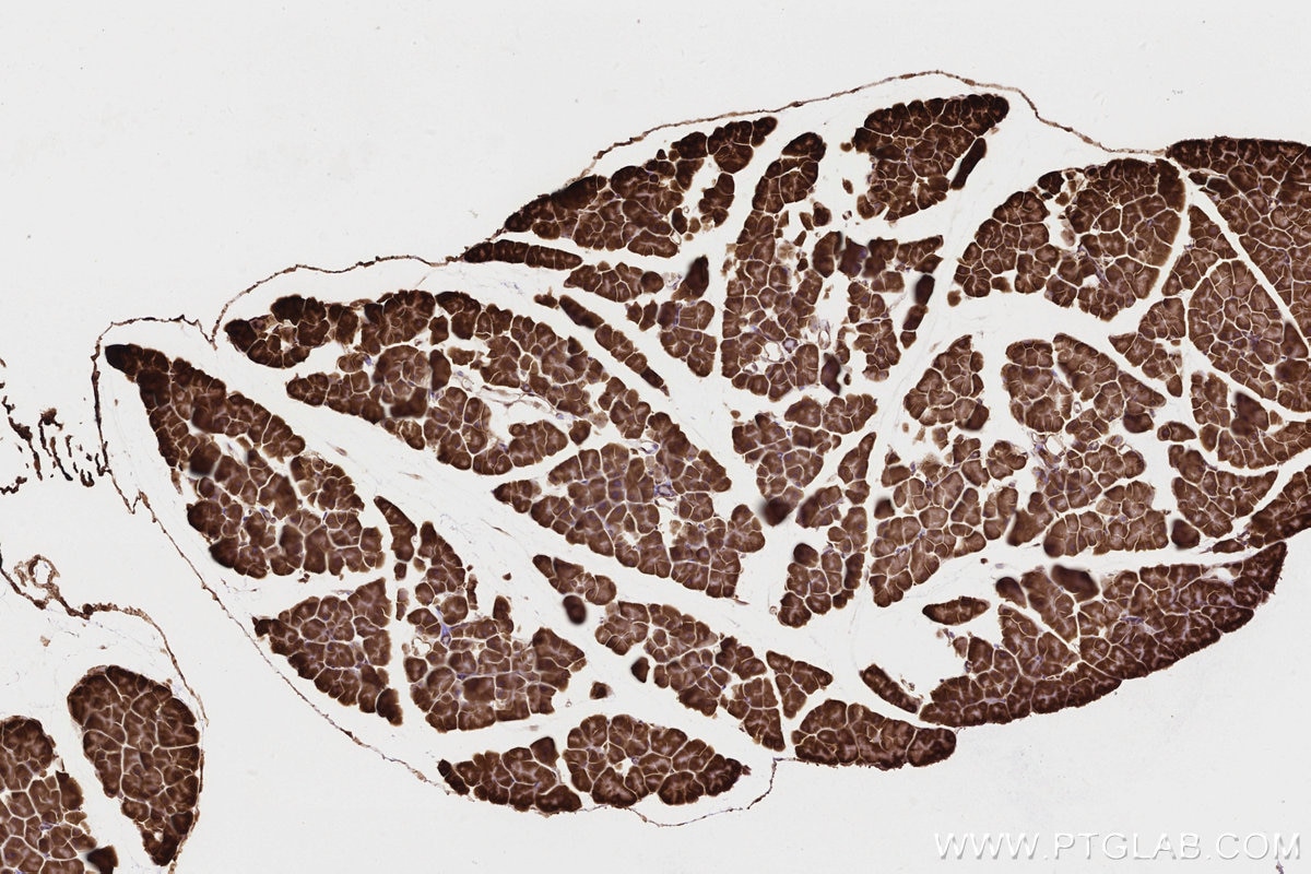 IHC staining of mouse pancreas using 84561-2-RR Immunohistochemistry (IHC) staining of mouse pancreas tissue using SCYL1 Recombinant monoclonal antibody (84561-2-RR)