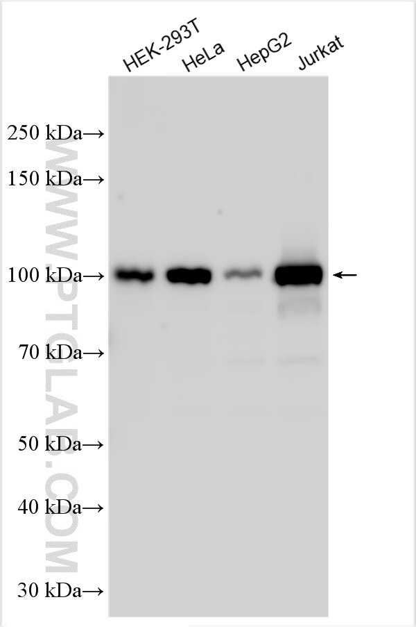Western Blot (WB) analysis of various lysates using SCYL2 Polyclonal antibody (12325-1-AP)