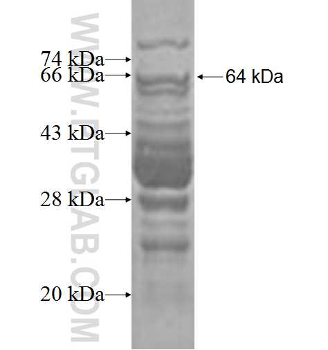 SCYL2 fusion protein Ag2988 SDS-PAGE
