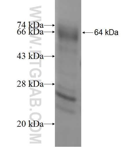 SCYL3 fusion protein Ag1769 SDS-PAGE