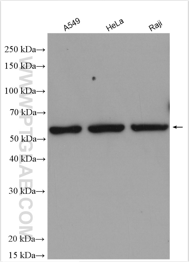 Western Blot (WB) analysis of various lysates using CD138/Syndecan-1 Polyclonal antibody (10593-1-AP)