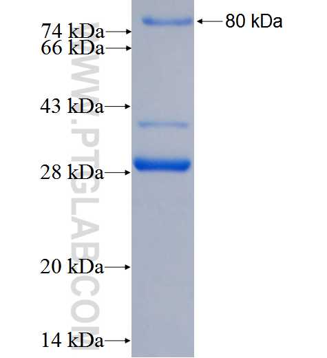 SDC1,CD138 fusion protein Ag0823 SDS-PAGE