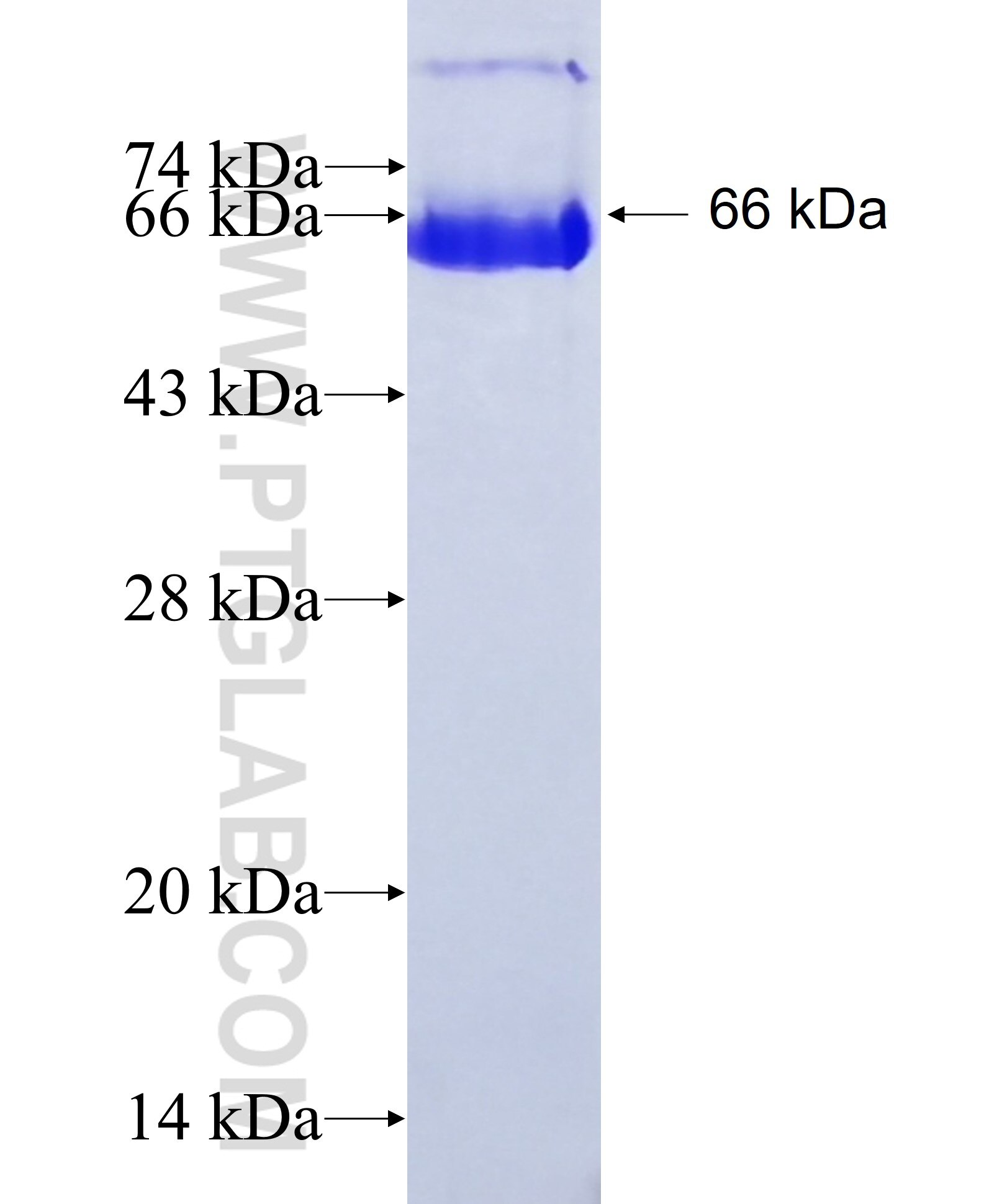 SDC1,CD138 fusion protein Ag17733 SDS-PAGE