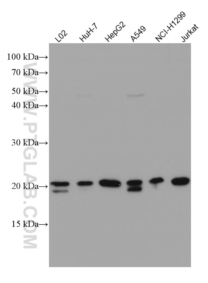 Western Blot (WB) analysis of various lysates using SDC2 Monoclonal antibody (67088-1-Ig)