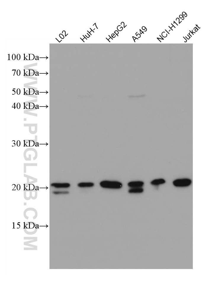 Western Blot (WB) analysis of various lysates using SDC2 Monoclonal antibody (67088-1-Ig)