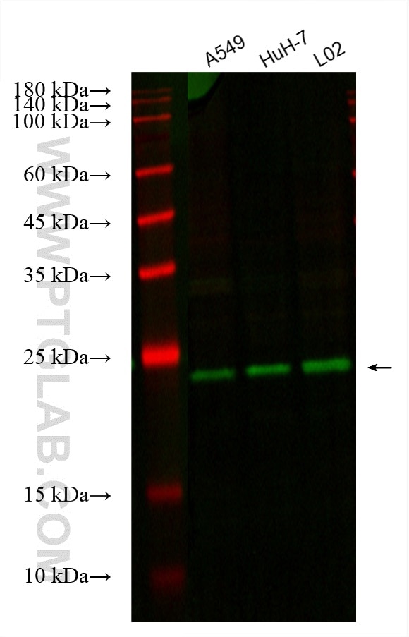Western Blot (WB) analysis of various lysates using CoraLite® Plus 488-conjugated SDC2 Monoclonal anti (CL488-67088)