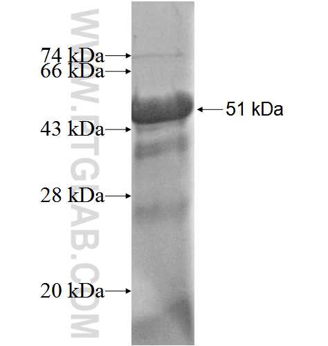 SDC2 fusion protein Ag5529 SDS-PAGE