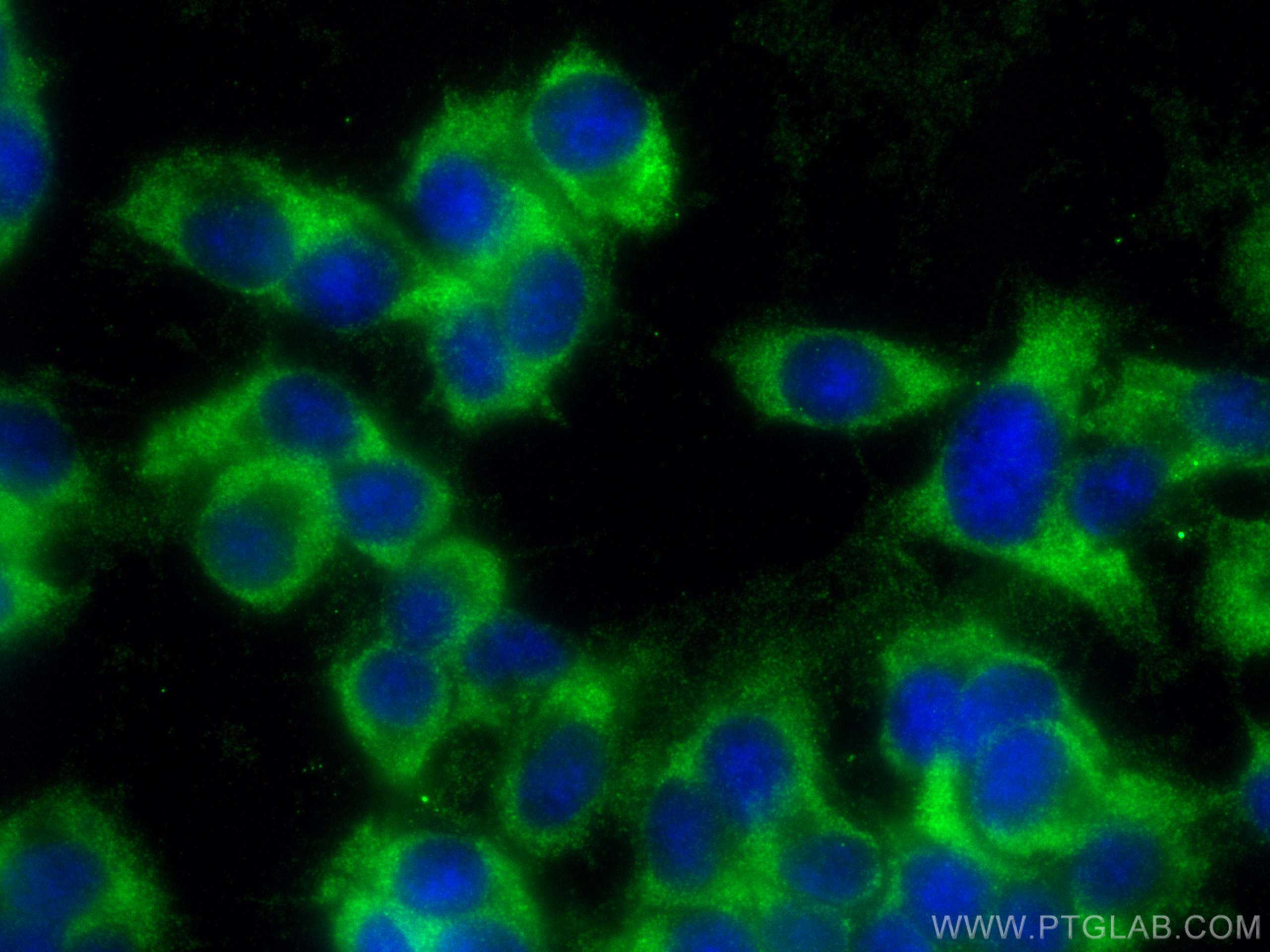 Immunofluorescence (IF) / fluorescent staining of PC-12 cells using Syndecan-3 Polyclonal antibody (10886-1-AP)