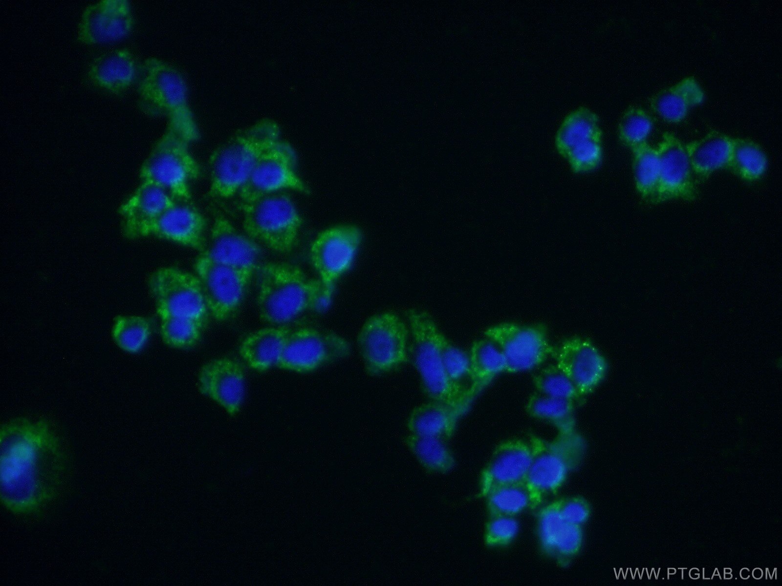 Immunofluorescence (IF) / fluorescent staining of PC-12 cells using Syndecan-3 Polyclonal antibody (10886-1-AP)