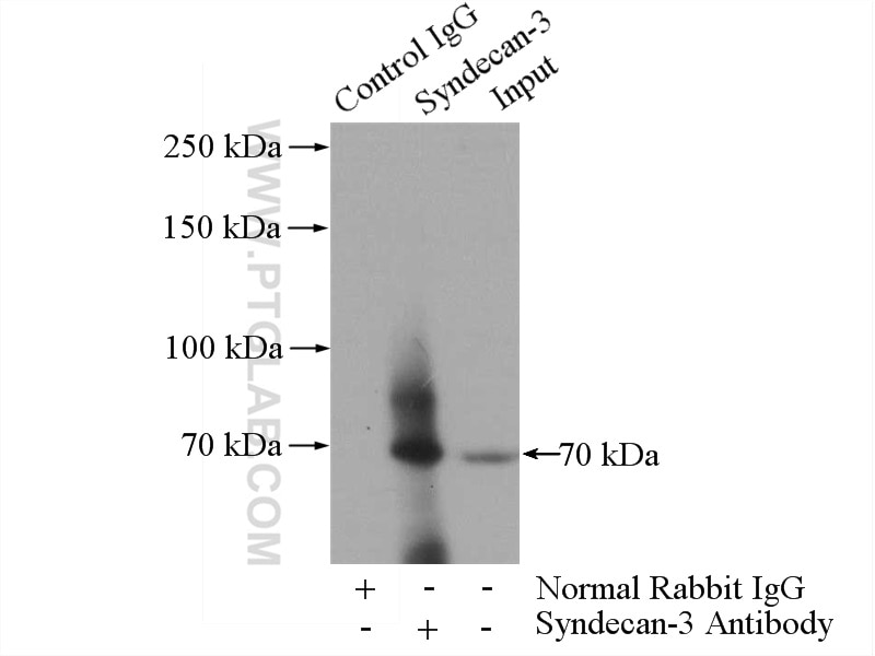 Immunoprecipitation (IP) experiment of mouse lung tissue using Syndecan-3 Polyclonal antibody (10886-1-AP)