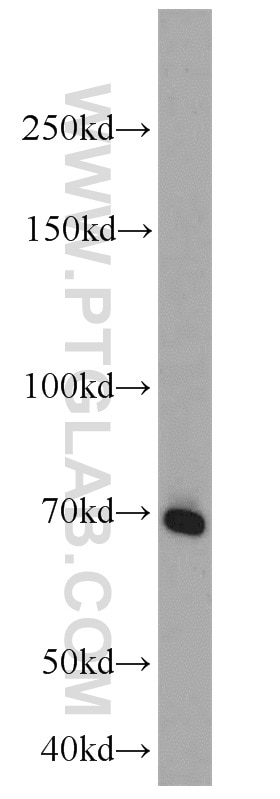 Syndecan-3 Polyclonal antibody