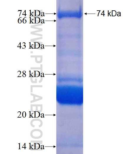 SDC3 fusion protein Ag1317 SDS-PAGE