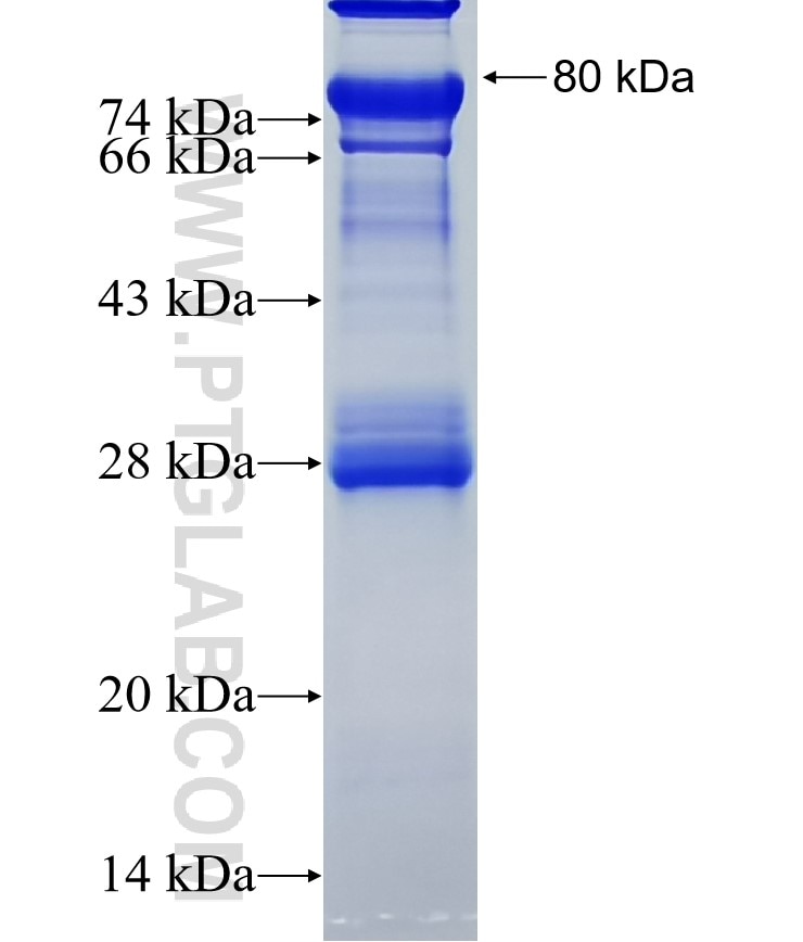 SDC3 fusion protein Ag1317 SDS-PAGE