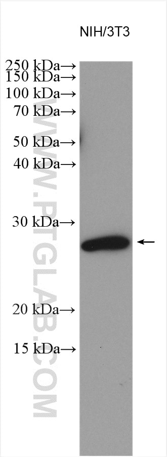 Western Blot (WB) analysis of various lysates using SDC4 Polyclonal antibody (11820-1-AP)