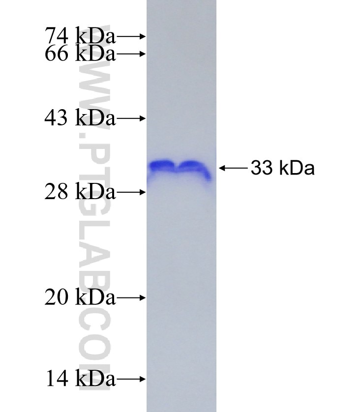 SDC4 fusion protein Ag26705 SDS-PAGE