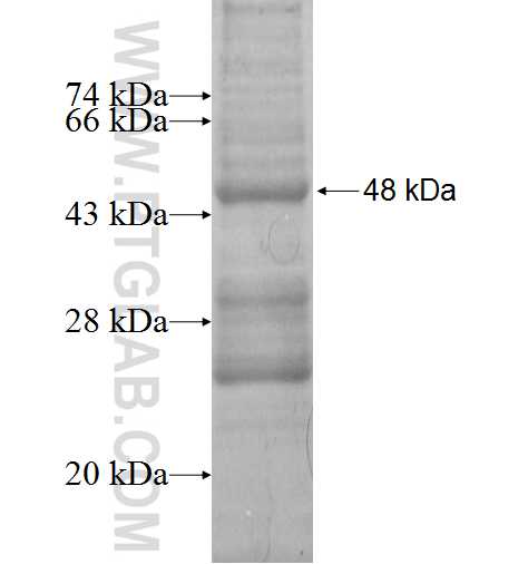 SDC4 fusion protein Ag2388 SDS-PAGE
