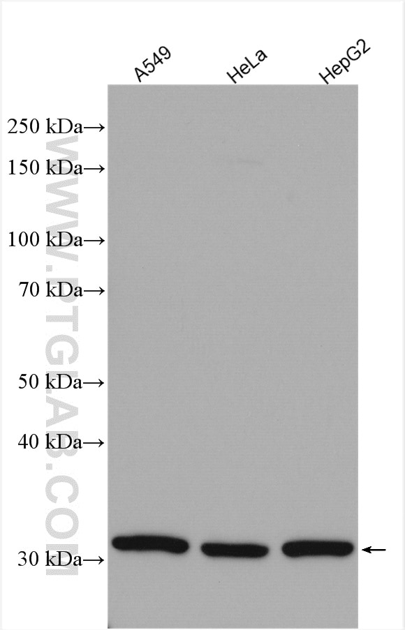 Western Blot (WB) analysis of various lysates using Syntenin-1 Polyclonal antibody (22399-1-AP)