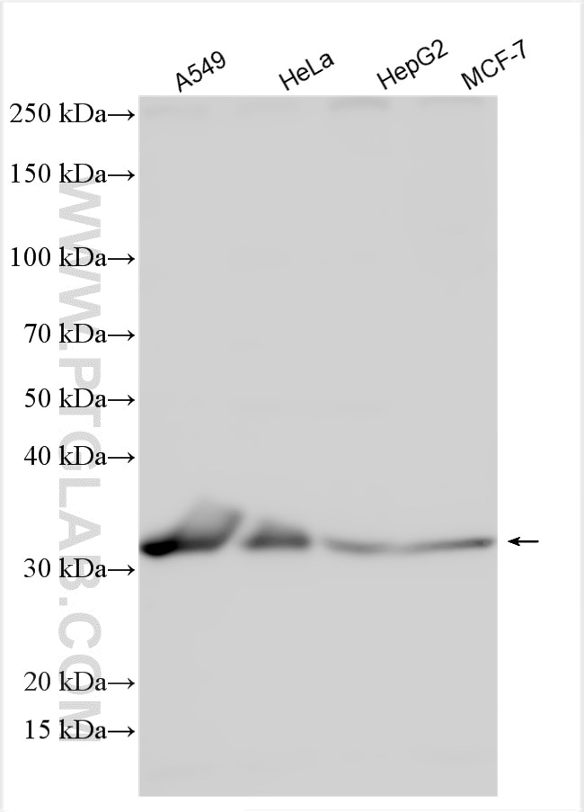 Western Blot (WB) analysis of various lysates using Syntenin-1 Polyclonal antibody (22399-1-AP)