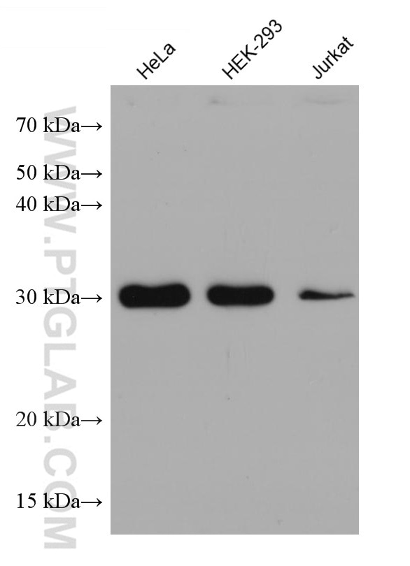 Western Blot (WB) analysis of various lysates using Syntenin-1 Monoclonal antibody (68096-1-Ig)